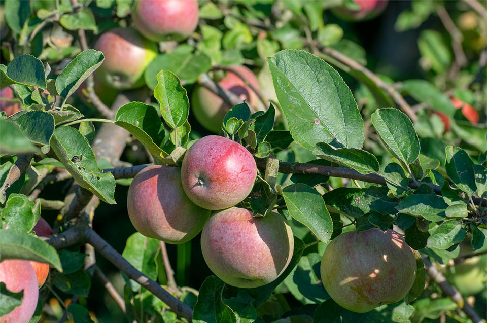 apples on a tree
